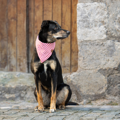 bandanas